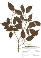 藏品(呂宋莢蒾)的圖片